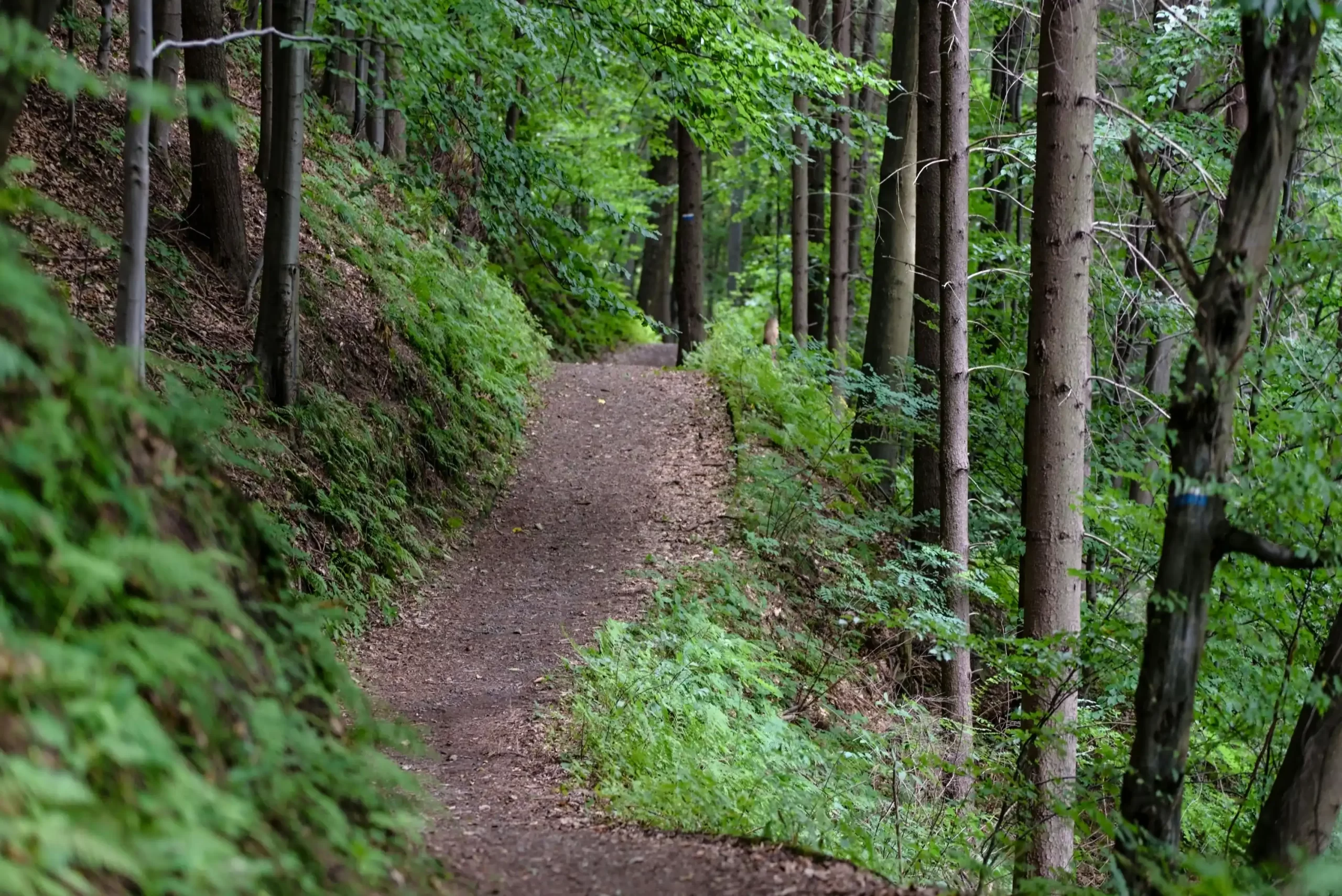 Hiking Experiences (Self-Guided) within the Property